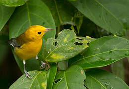 Prothonotary Warbler