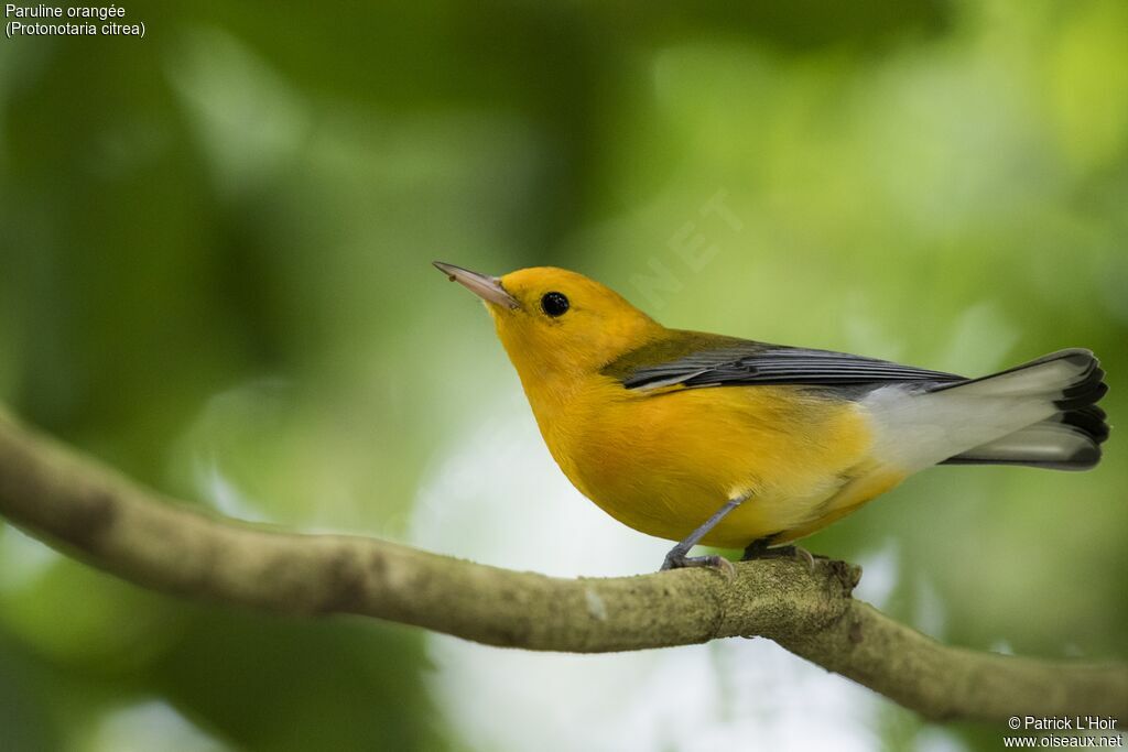 Prothonotary Warbler