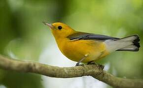 Prothonotary Warbler