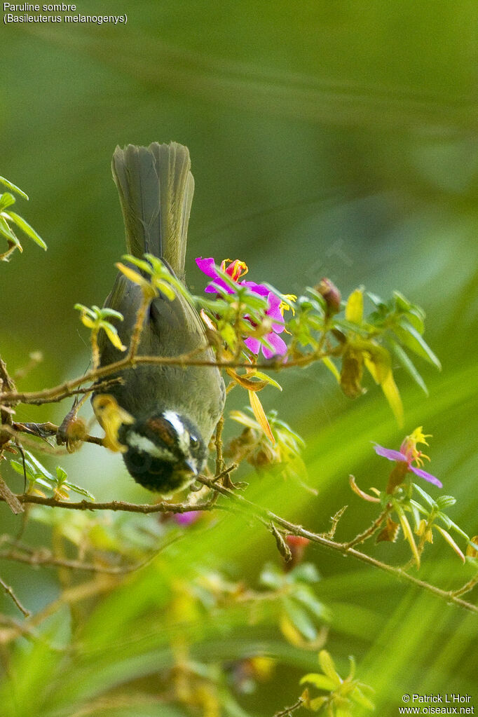 Paruline sombre