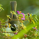 Paruline sombre