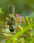 Paruline sombre