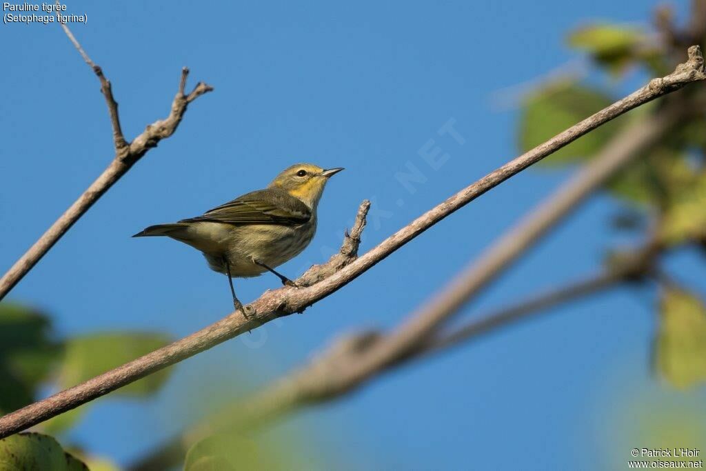 Cape May Warbler