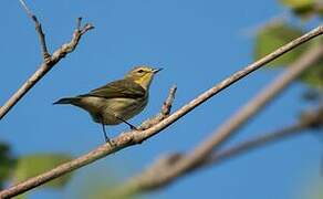 Cape May Warbler