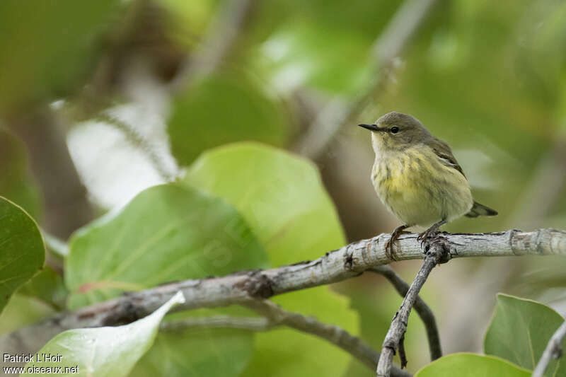 Cape May Warbler female adult post breeding, close-up portrait
