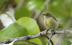 Cape May Warbler