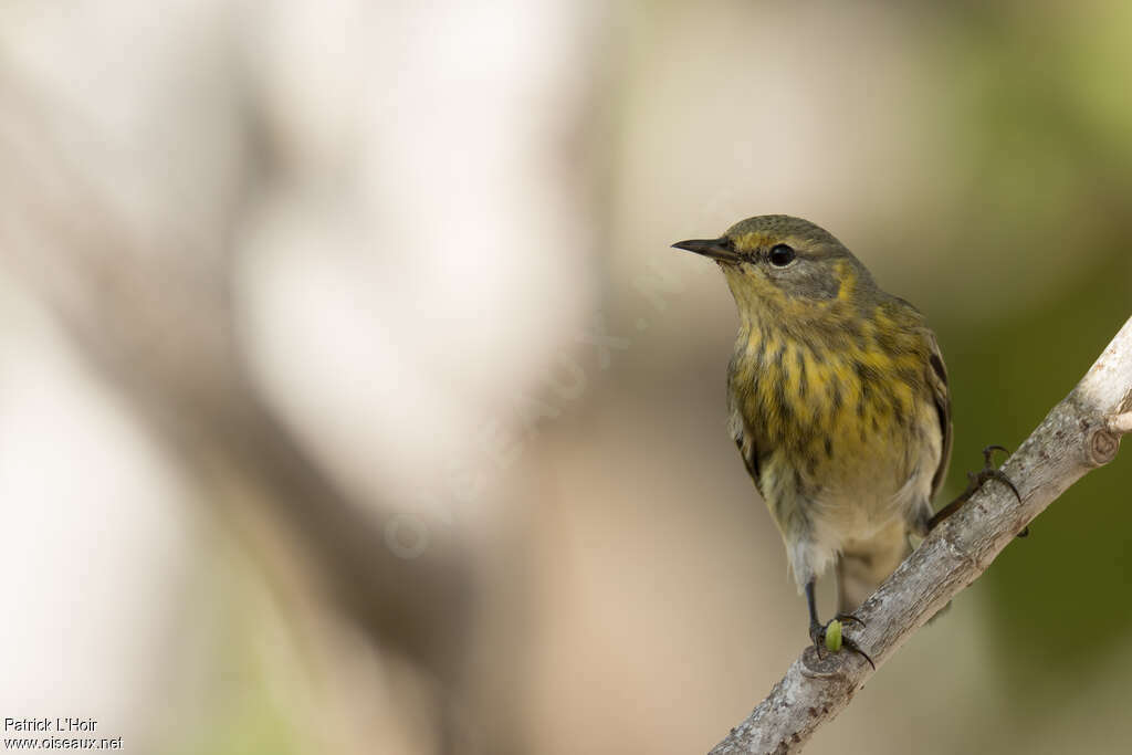 Paruline tigrée femelle, portrait