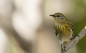 Cape May Warbler