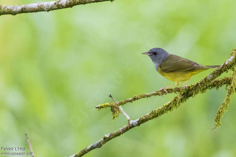 Mourning Warbler male adult post breeding, identification