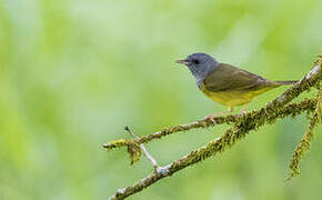 Mourning Warbler