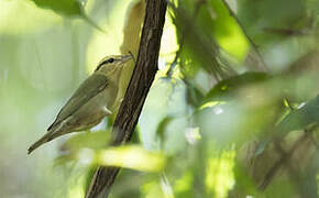 Worm-eating Warbler