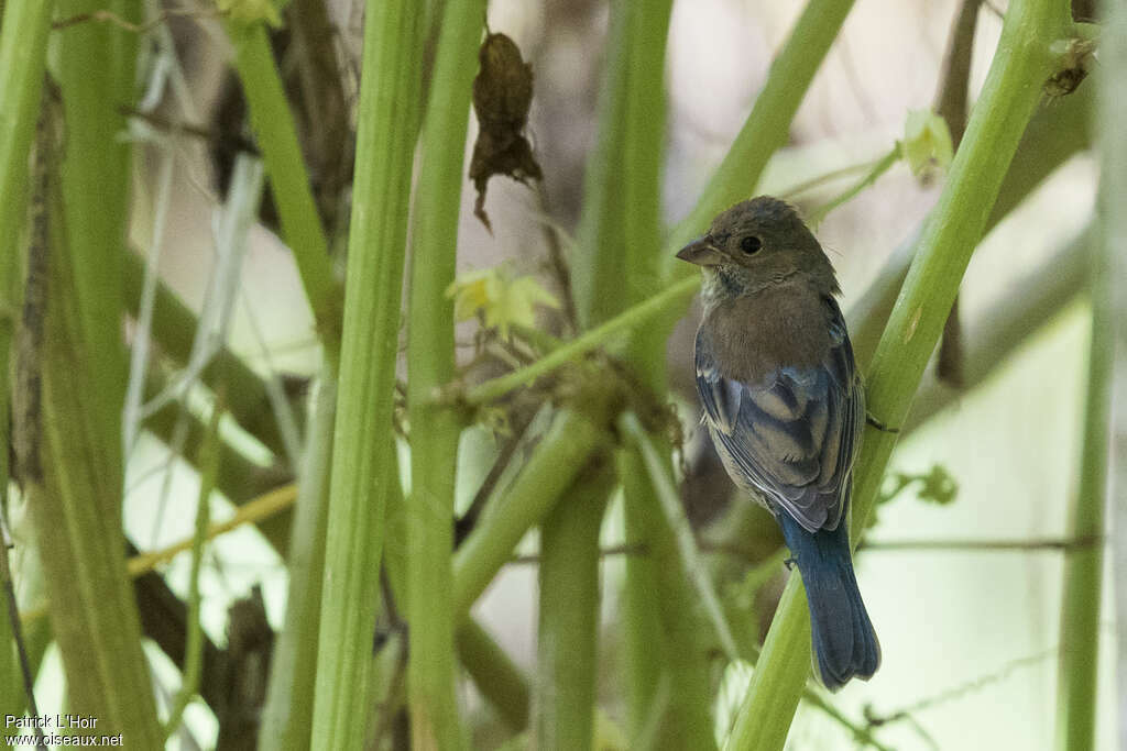 Passerin indigo mâle 2ème année, identification