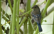 Passerin indigo