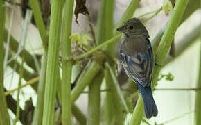 Indigo Bunting