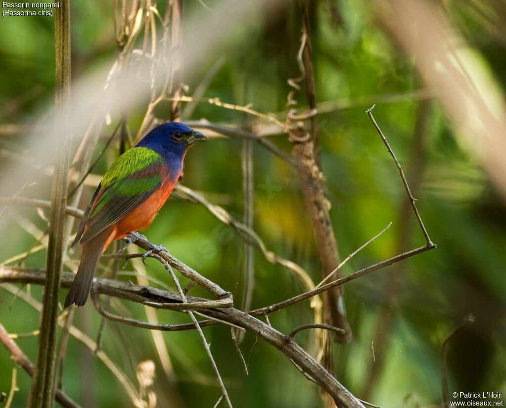 Passerin nonpareiladulte