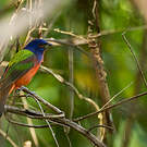 Passerin nonpareil