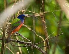 Painted Bunting