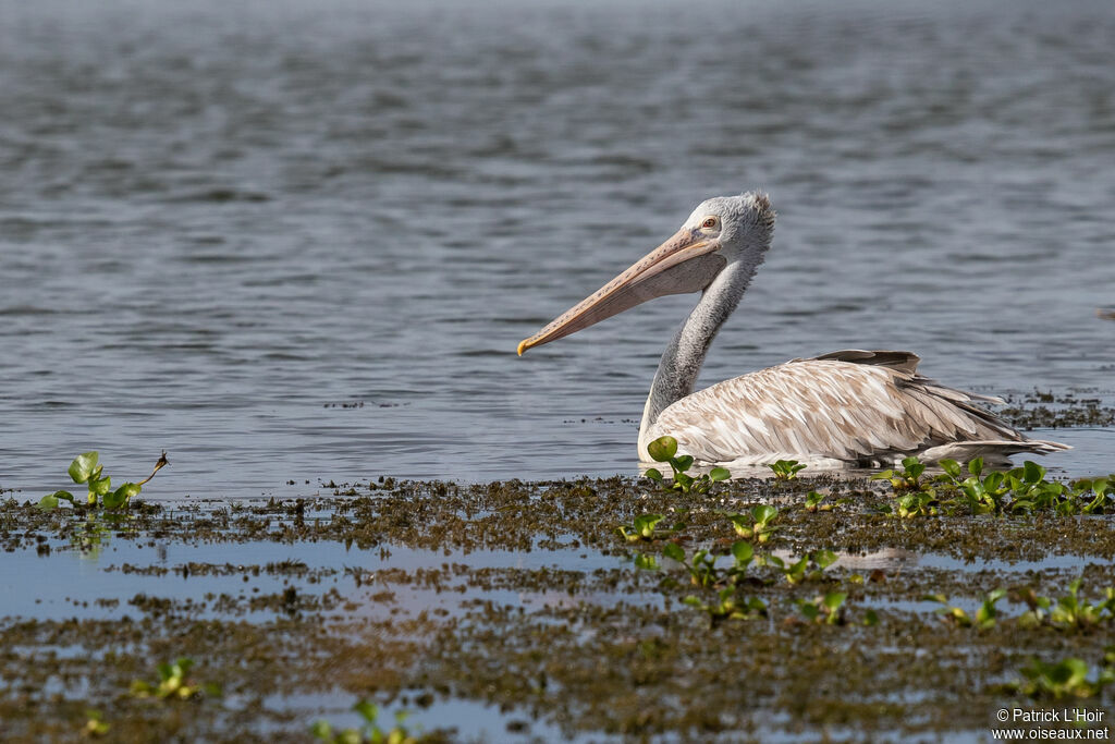 Pélican à bec tacheté