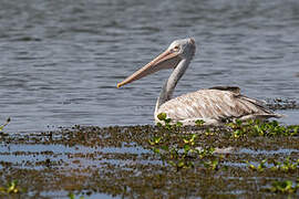 Spot-billed Pelican