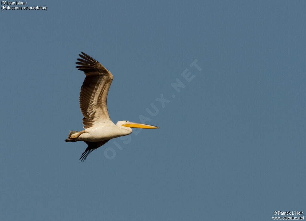 Great White Pelican, Flight