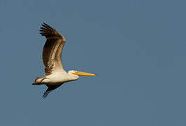 Great White Pelican