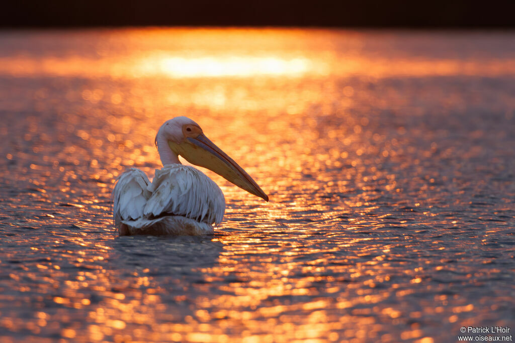 Great White Pelican