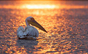 Great White Pelican