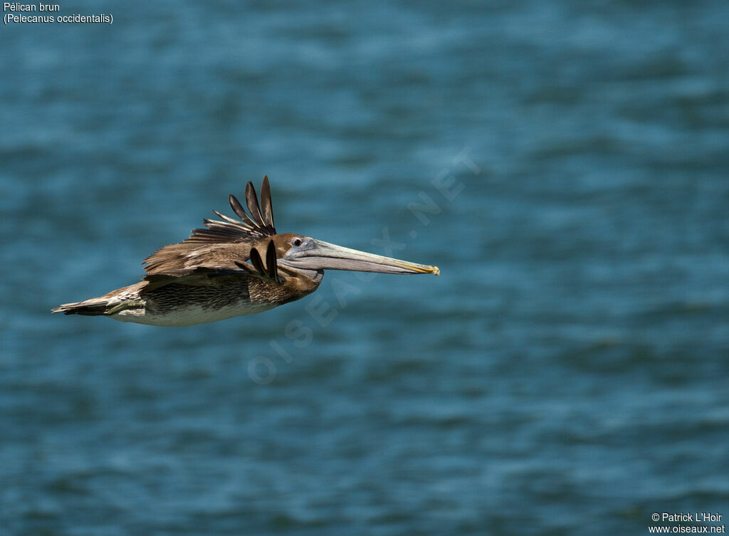 Brown Pelicanadult, Flight