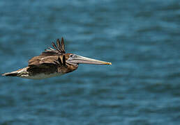 Brown Pelican