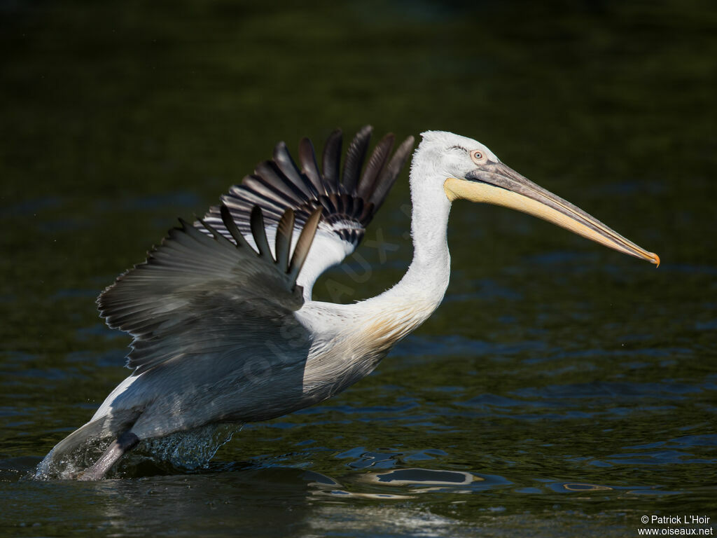 Dalmatian Pelican