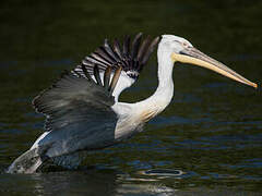 Dalmatian Pelican