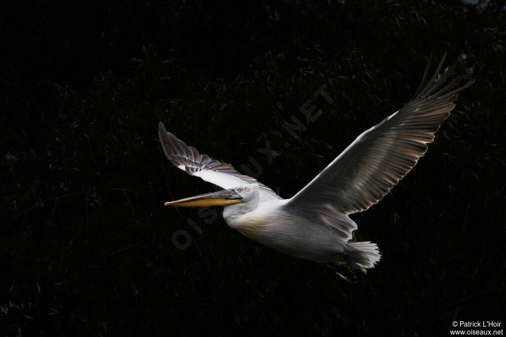 Dalmatian Pelican