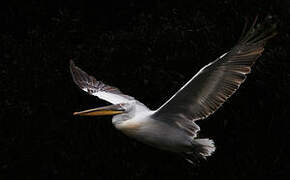 Dalmatian Pelican