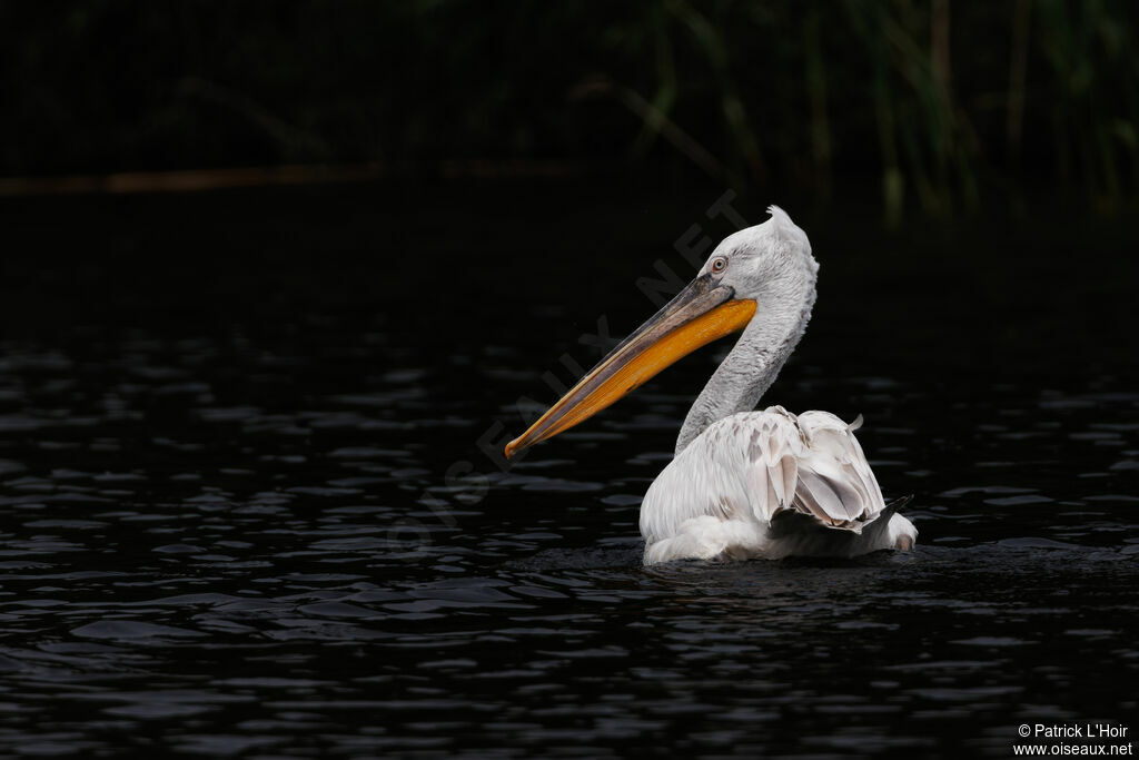 Dalmatian Pelican