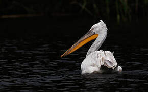 Dalmatian Pelican