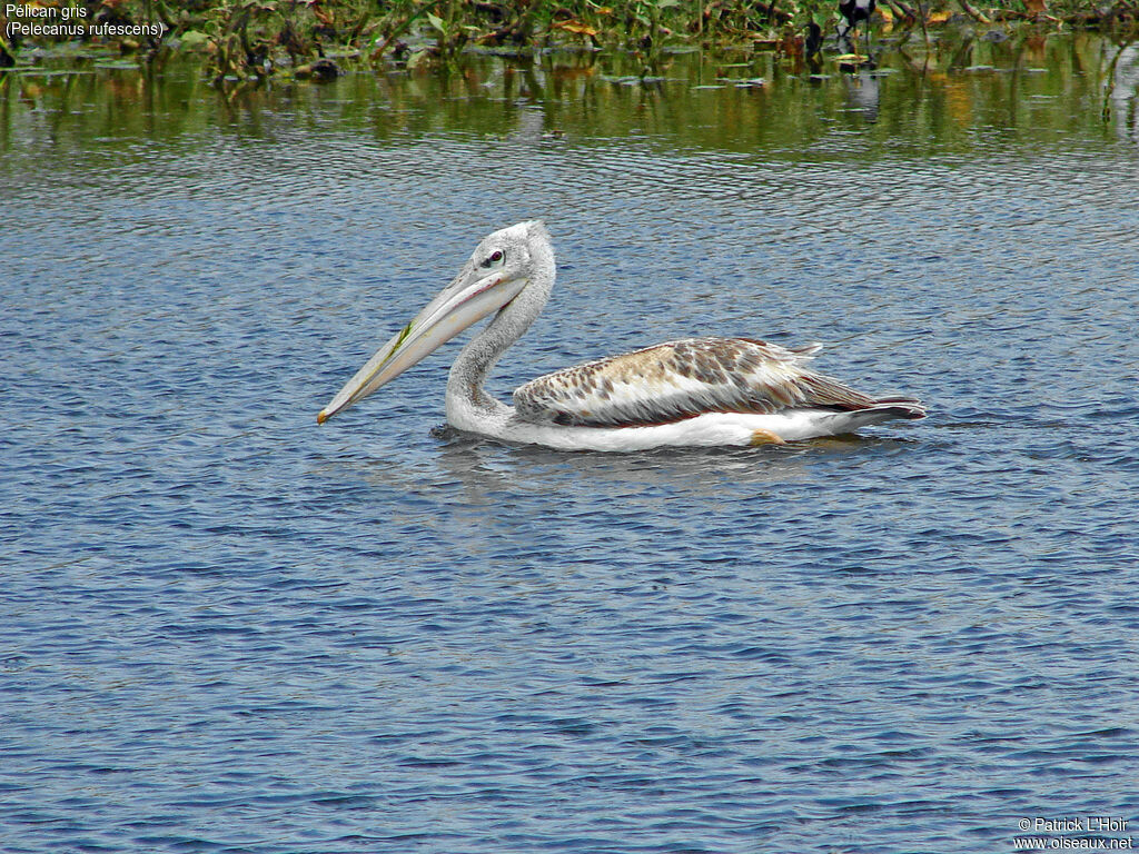 Pink-backed Pelican