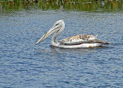 Pink-backed Pelican