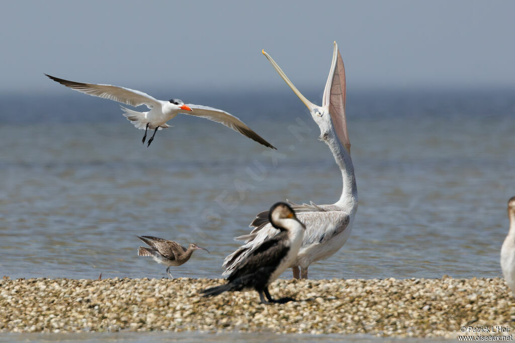 Pink-backed Pelican