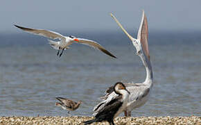 Pink-backed Pelican