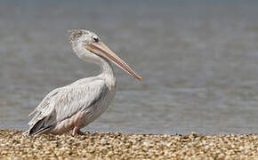 Pink-backed Pelican