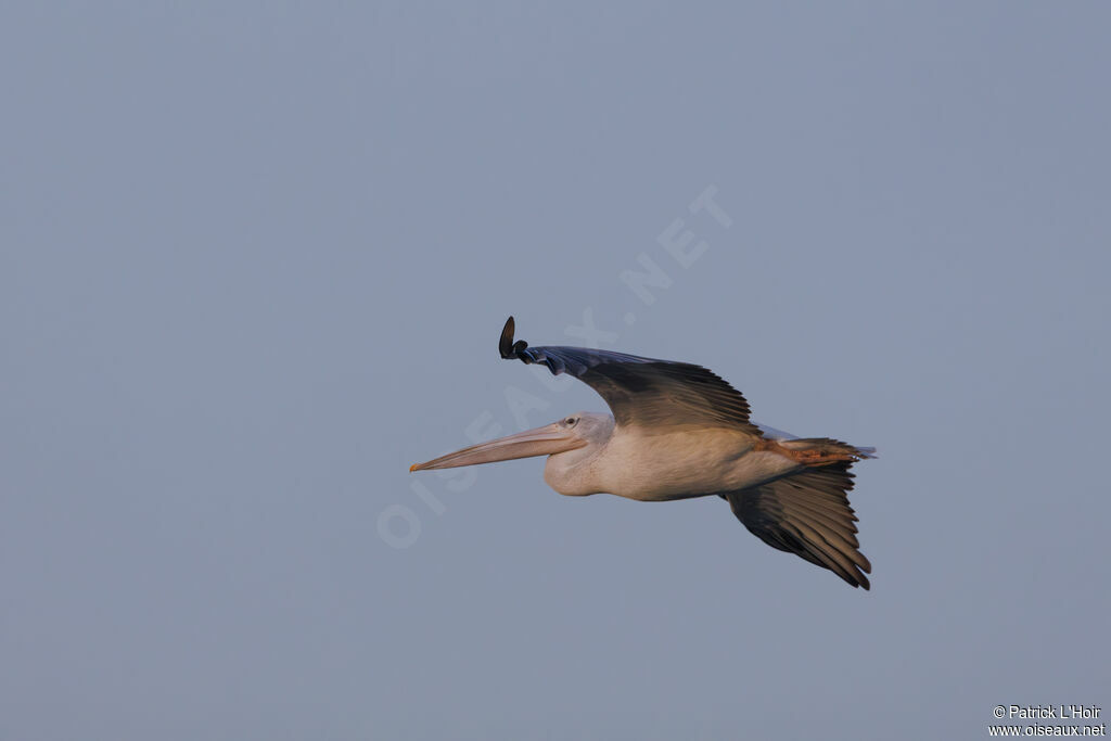 Pink-backed Pelican