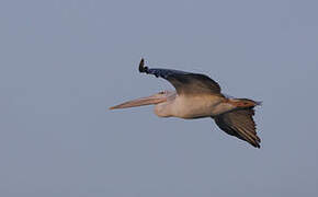 Pink-backed Pelican