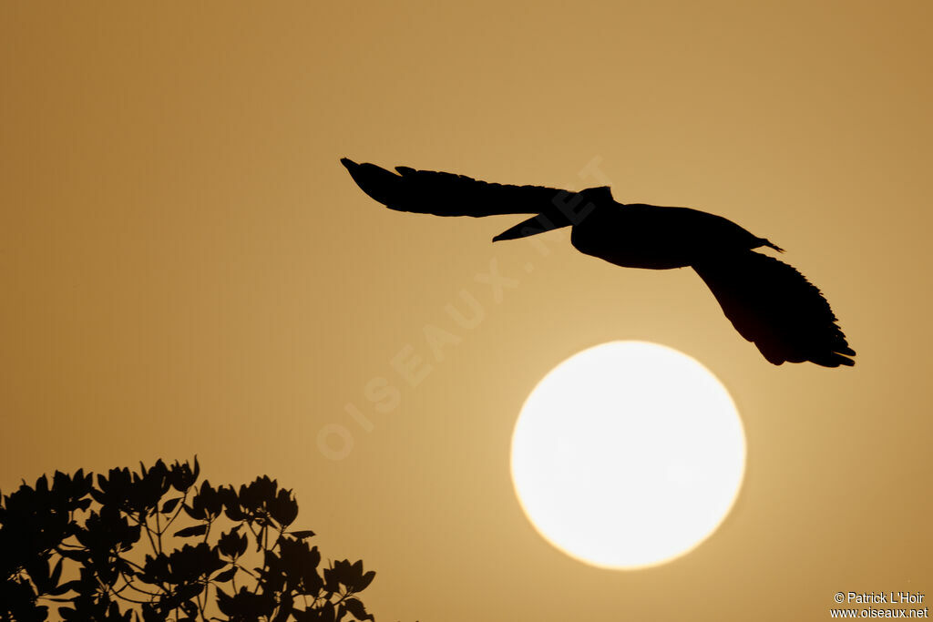 Pink-backed Pelican