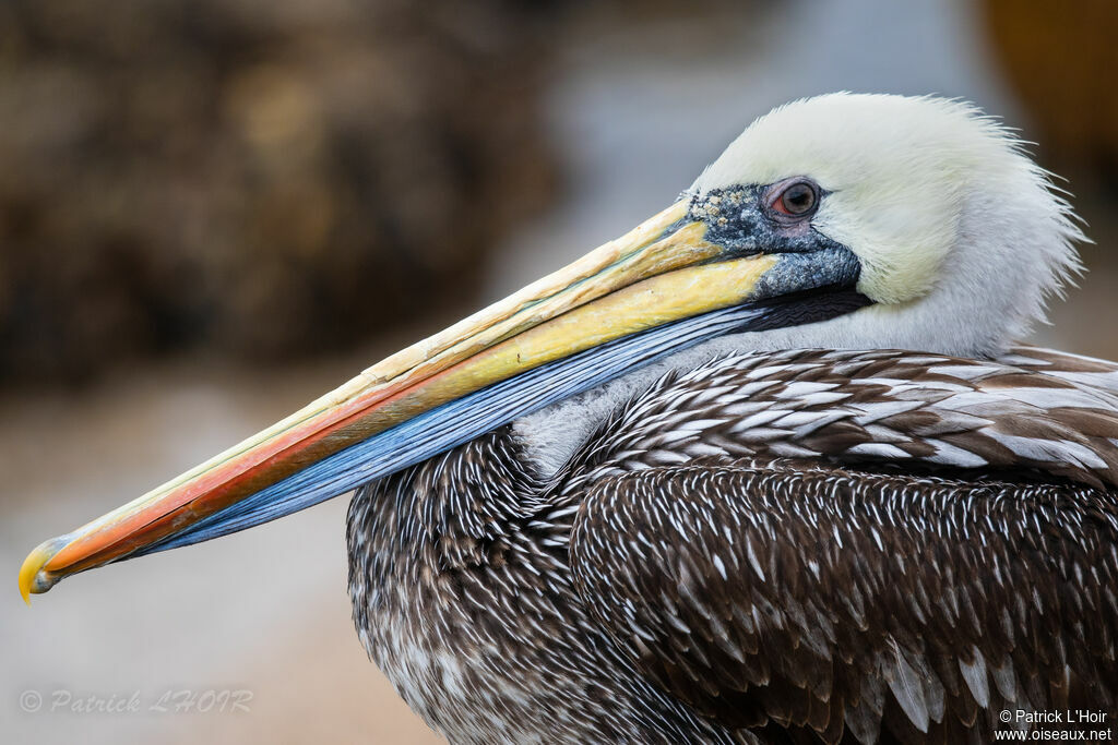 Peruvian Pelican