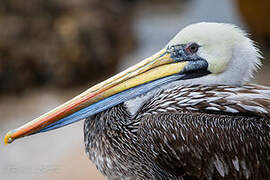 Peruvian Pelican