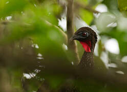 Crested Guan