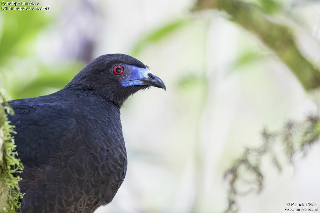 Black Guan