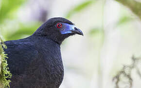 Black Guan