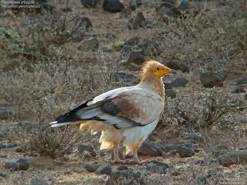 Egyptian Vulture