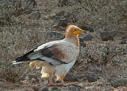 Egyptian Vulture